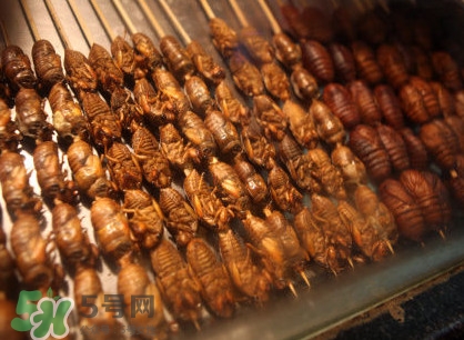 蟬蛹吃什么部位？蟬蛹都有哪些營(yíng)養(yǎng)價(jià)值