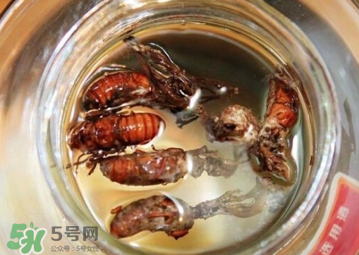 知了猴可以泡酒嗎？金蟬可以泡酒嗎？
