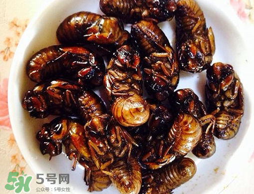 知了猴可以泡酒嗎？金蟬可以泡酒嗎？