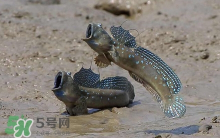 彈涂魚多少錢一斤？彈涂魚有毒嗎