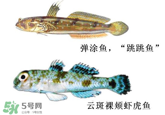 彈涂魚多少錢一斤？彈涂魚有毒嗎