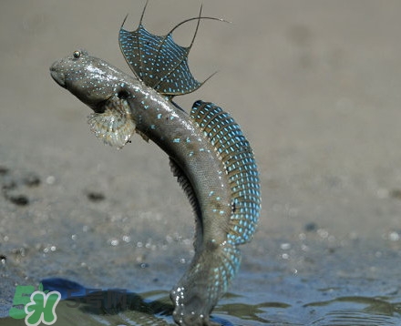 彈涂魚是兩棲動物嗎？彈涂魚營養(yǎng)價值有哪些