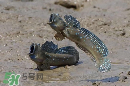 跳跳魚是什么魚？跳跳魚是不是泥鰍