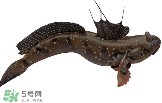 跳跳魚(yú)多少錢(qián)一斤？跳跳魚(yú)是淡水魚(yú)嗎？