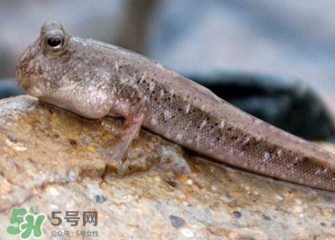 跳跳魚(yú)怎么做好吃？跳跳魚(yú)的最好吃做法