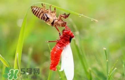 蟬蛹能吃嗎？蟬蛹怎么做好吃