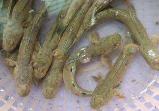 彈涂魚多少錢一斤？彈涂魚有毒嗎