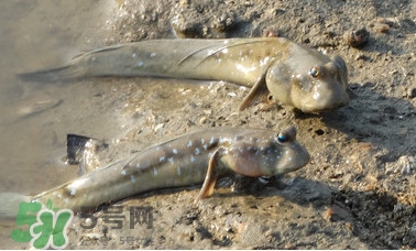 彈涂魚是兩棲動物嗎？彈涂魚營養(yǎng)價值有哪些