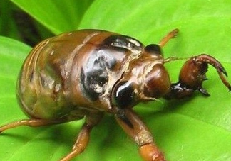 幼蟬猴多少錢一斤？幼蟬猴幾月份有