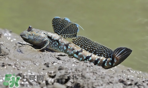 彈涂魚怎么吃？彈涂魚怎么燒好吃