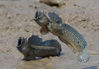 跳跳魚(yú)是什么魚(yú)？跳跳魚(yú)是不是泥鰍