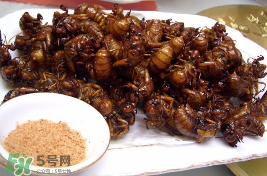 蟬蛹里面黑色的能吃嗎？蟬蛹是怎么形成的