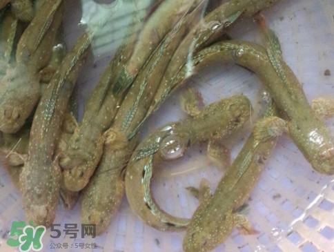 跳跳魚(yú)怎么做好吃？跳跳魚(yú)的最好吃做法