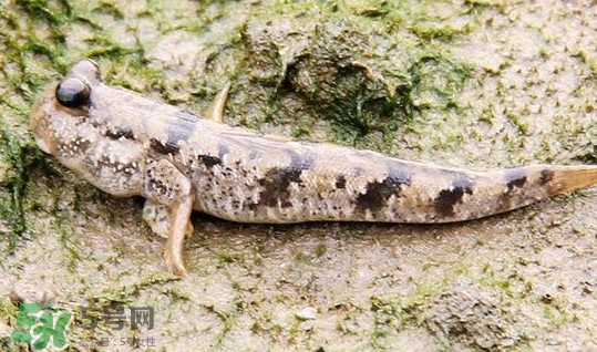 彈涂魚多少錢一斤？彈涂魚有毒嗎