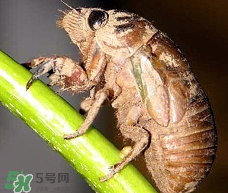 蟬蛹什么時(shí)候出來(lái)？蟬蛹什么時(shí)候最多
