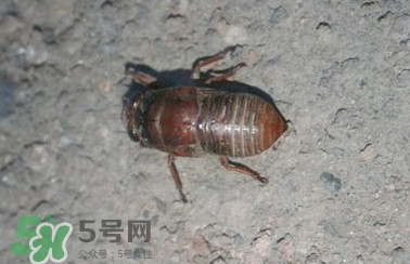 幼蟬猴怎么做好吃？幼蟬猴有什么營養(yǎng)價值
