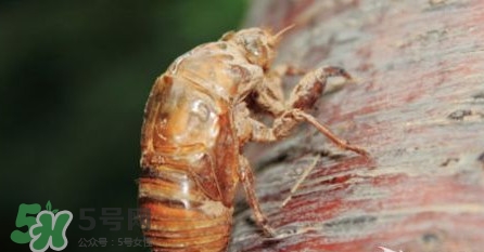 幼蟬猴孕婦可以吃嗎？孕婦吃幼蟬猴有什么好處
