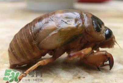 幼蟬猴怎么保存？幼蟬猴怎么清洗