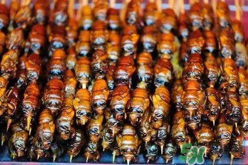 吃知了猴有什么好處？吃知了猴的好處與壞處