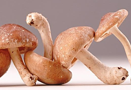 干香菇為什么比鮮香菇味道好？香菇為什么要曬干了再泡來吃