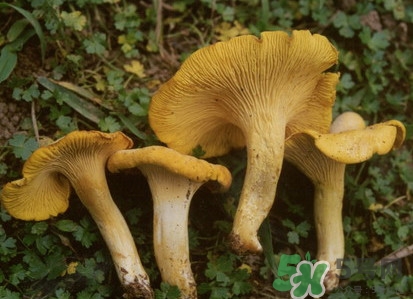 雞油菌多少錢一斤？雞油菌和雞樅菌有什么區(qū)別