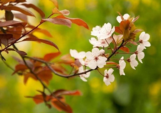 紫葉李什么時候開花？紫葉李什么時候成熟