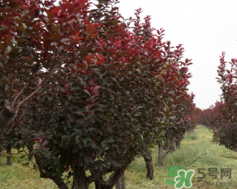 紫葉李什么時(shí)候開(kāi)花？紫葉李什么時(shí)候成熟
