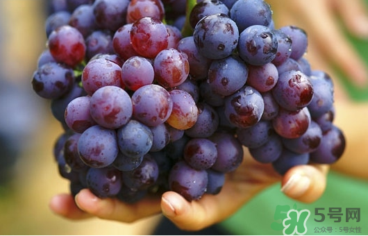 夏黑葡萄可以釀酒嗎？夏黑葡萄怎么自釀酒？