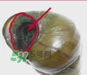 吃田螺有什么好處？田螺哪些部位不能吃