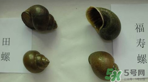 福壽螺吃了會(huì)怎樣？福壽螺有什么危害？