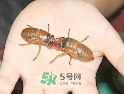 爬叉什么時候出來？爬叉怎么保存