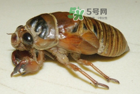 金蟬有什么營養(yǎng)價值？吃金蟬有什么好處？