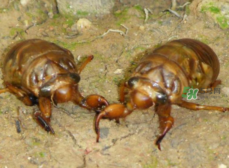 金蟬有什么營養(yǎng)價值？吃金蟬有什么好處？