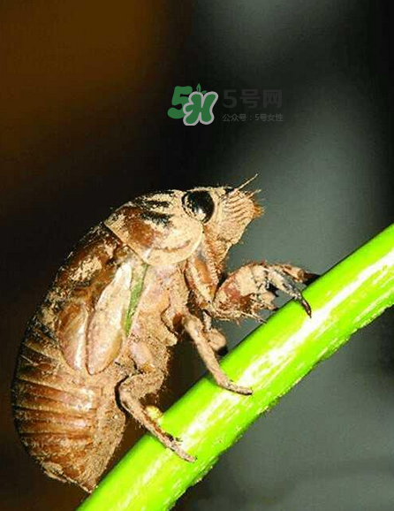 金蟬有寄生蟲嗎？金蟬有毒嗎？