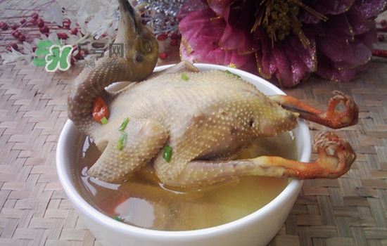 三伏天能吃鴿子嗎？三伏天能喝鴿子湯嗎？