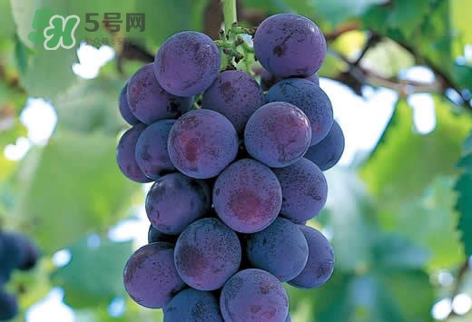 巨峰葡萄是酸性還是堿性？巨峰葡萄是堿性的嗎？