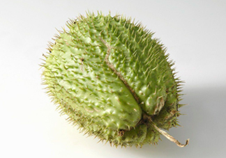 刺果番荔枝多少錢一斤？刺果番荔枝哪里有賣？