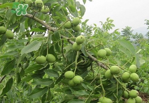 青皮核桃營養(yǎng)價值高嗎？青皮核桃怎么挑選