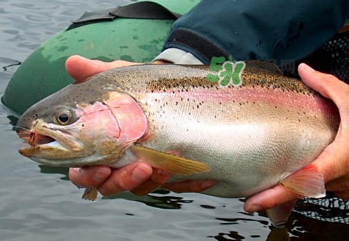 鱒魚可以生吃嗎？鱒魚是海魚還是淡水魚