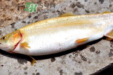 鱒魚(yú)怎么讀？鱒魚(yú)怎么做好吃