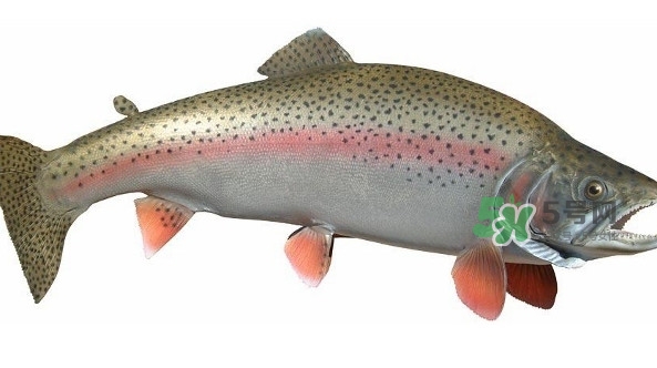 鱒魚(yú)是三文魚(yú)嗎？鱒魚(yú)是什么魚(yú)