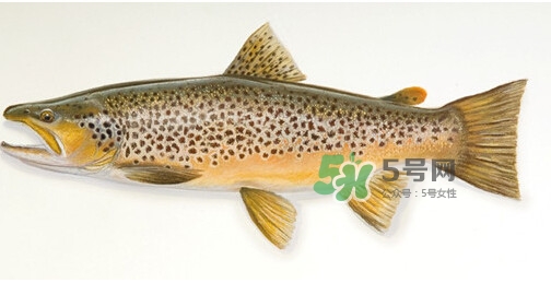 鱒魚可以生吃嗎？鱒魚是海魚還是淡水魚