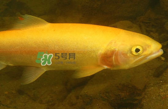 金鱒魚清蒸為什么變黑？食用金鱒魚有什么好處
