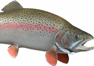 鱒魚是三文魚嗎？鱒魚是什么魚