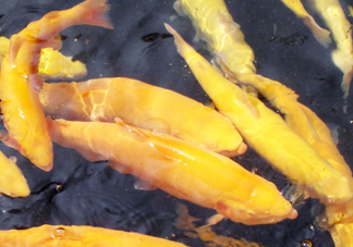金鱒魚多少錢一斤？金鱒魚刺多嗎