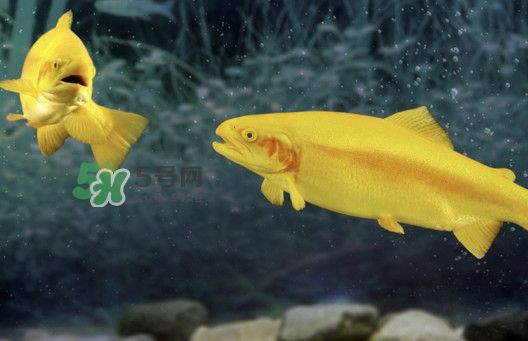 金鱒魚好吃嗎？金鱒魚怎樣做好吃