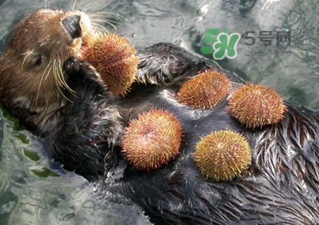 海膽是什么東西？海膽是動物還是植物？