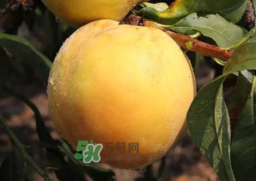 錦繡黃桃多少錢一斤？錦繡黃桃好吃嗎？