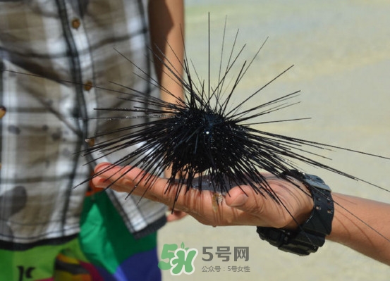 海膽是發(fā)物嗎？海膽是寒性的嗎
