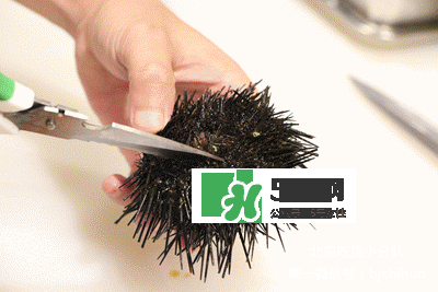海膽怎么處理？海膽可以生吃嗎？